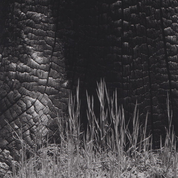 Grass and Burned Stump - Ansel Adams