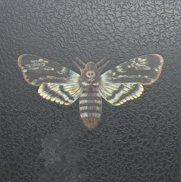 Acherontia Atropos