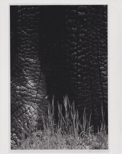 Grass and Burned Stump - Ansel Adams