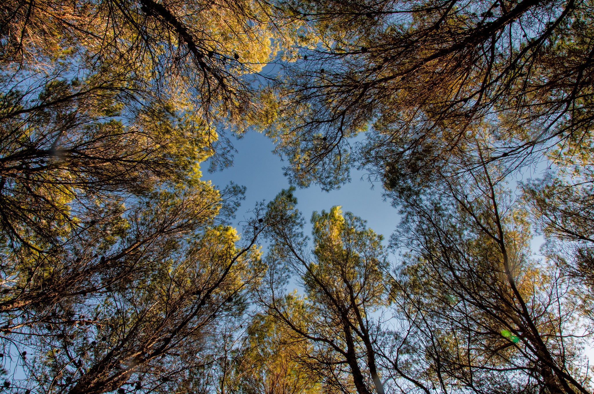 Circolo di alberi