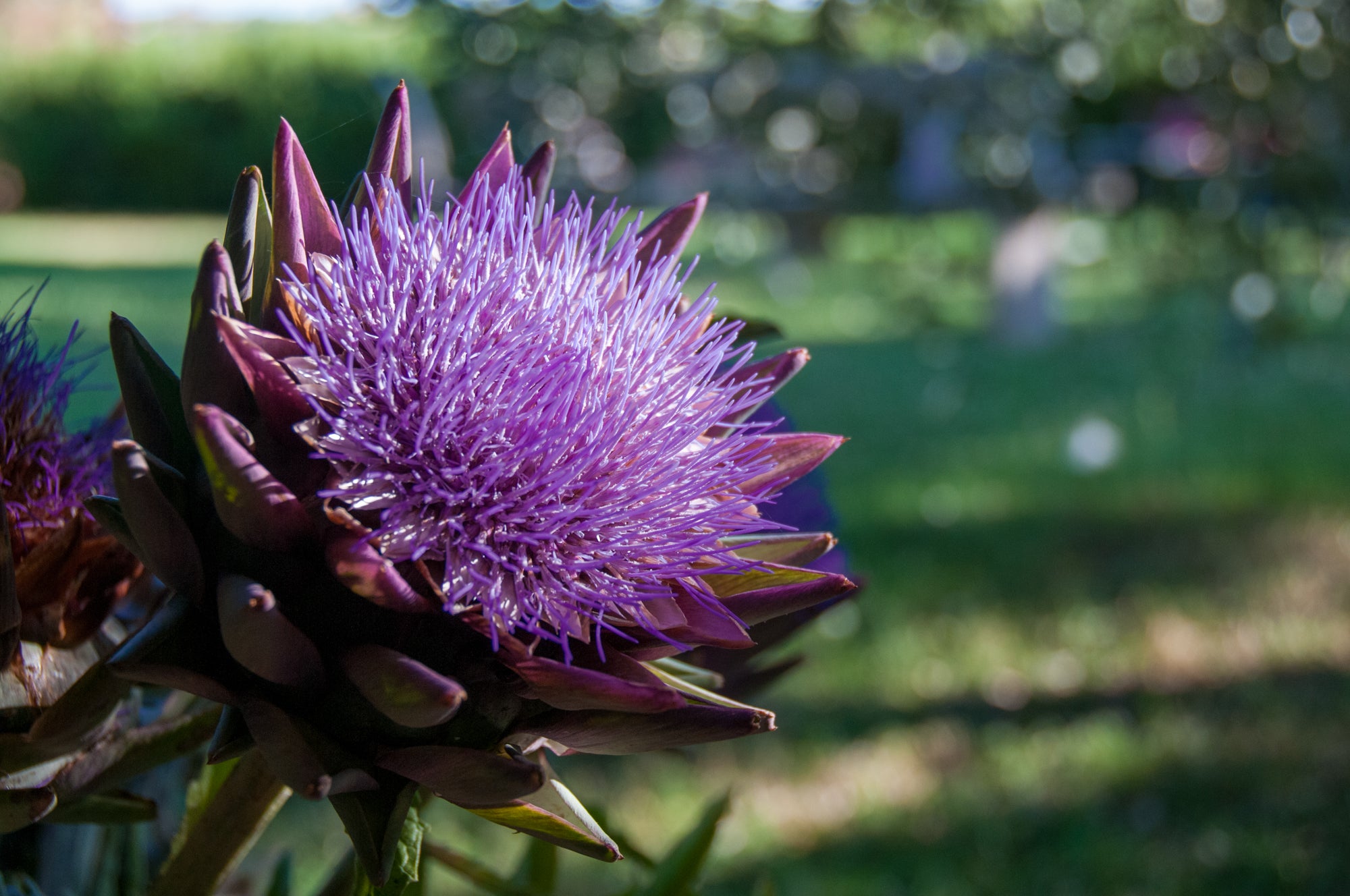 Artichoke one