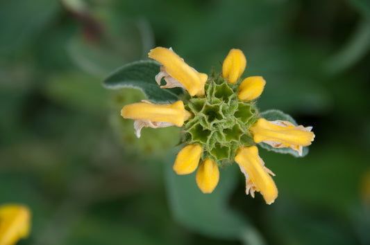 Macro #3 - Fiori gialli - Mimmi Moretti