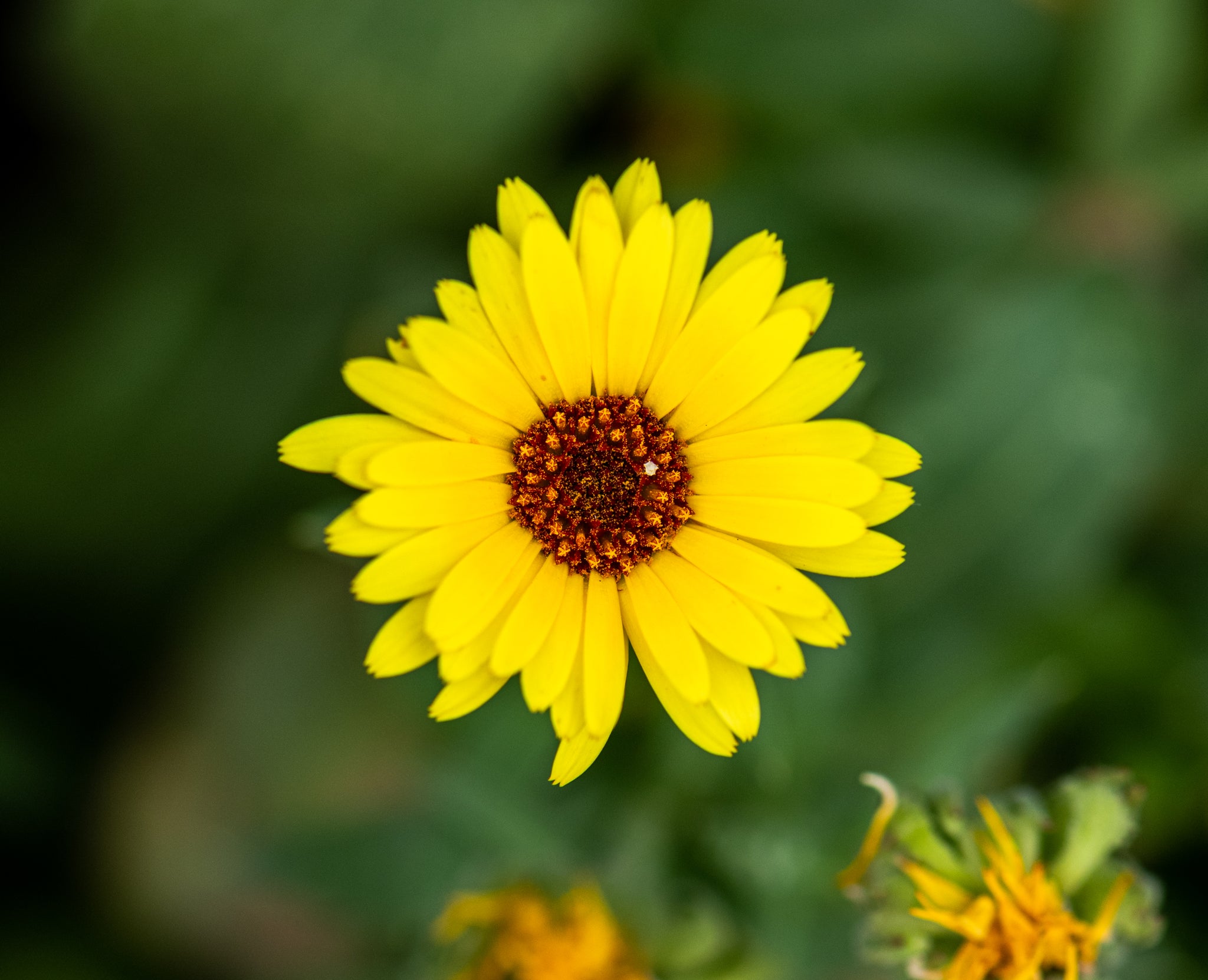 Fiore giallo (yellow flower)