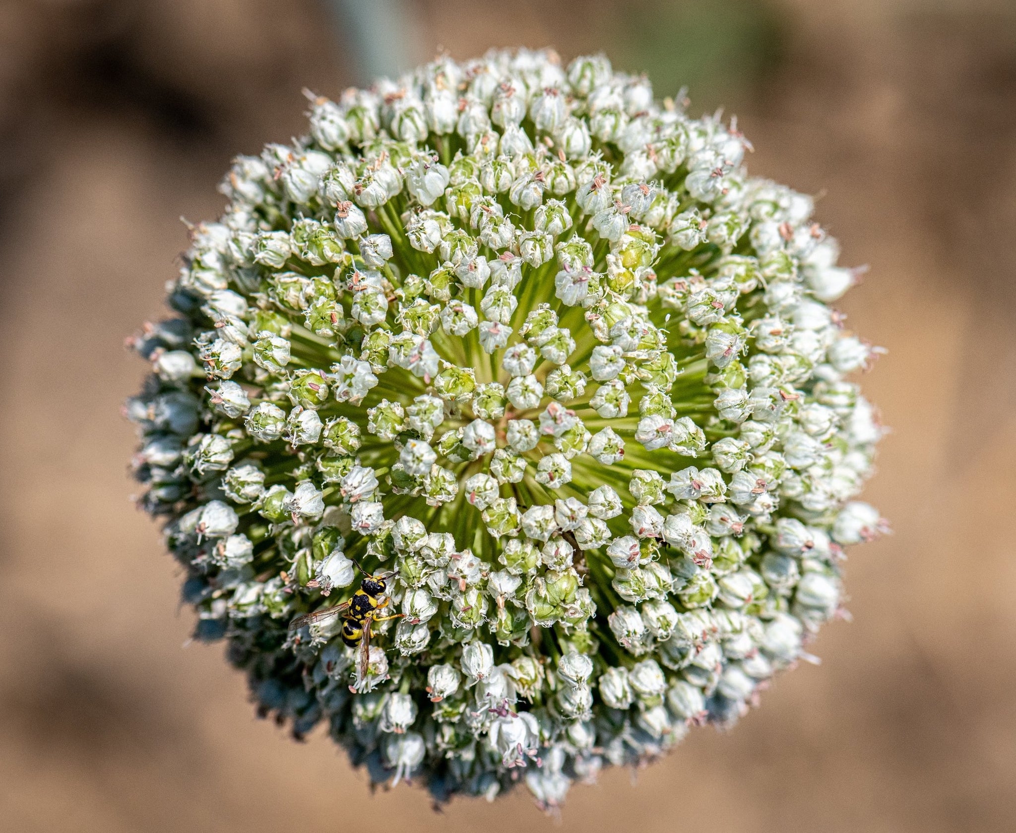 Fiore tondo (round flower)