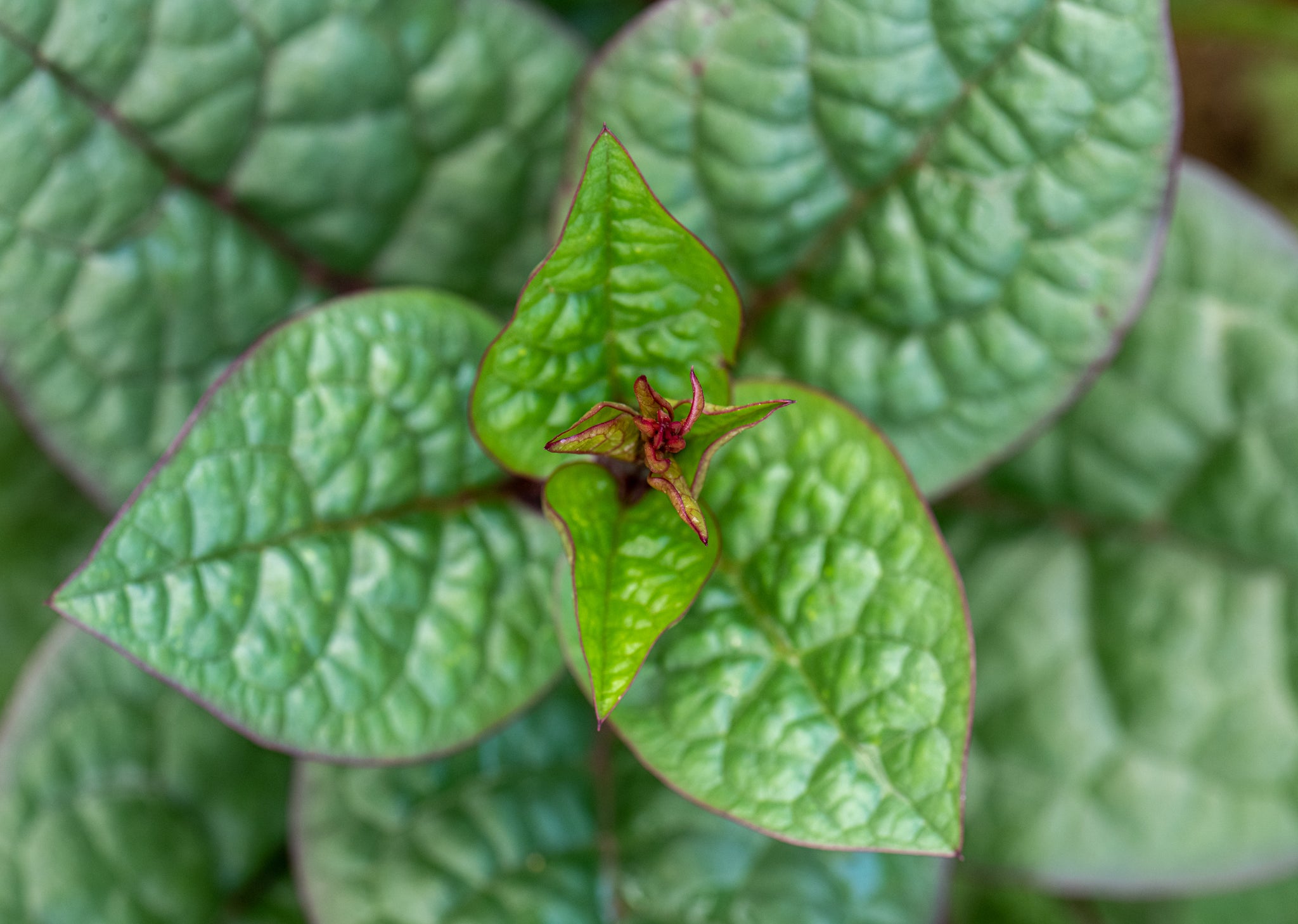 Foglioline (little leaves)