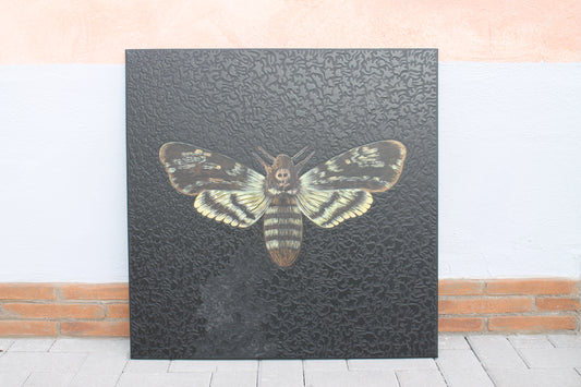 Acherontia Atropos - Maga