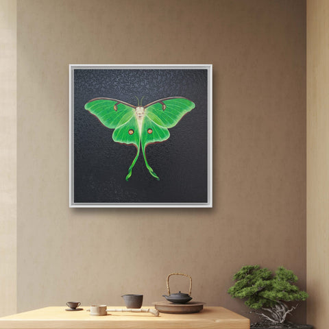 Actias Luna