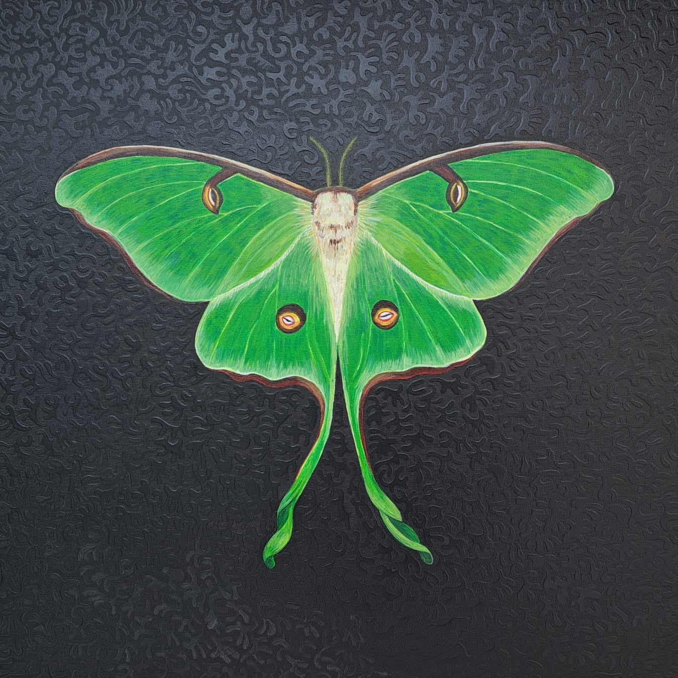Acherontia Atropos