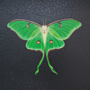 Acherontia Atropos