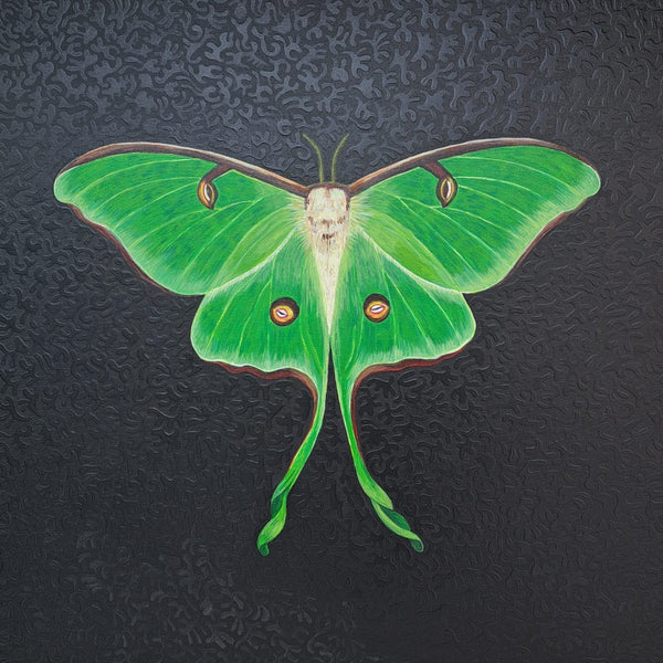 Actias Luna