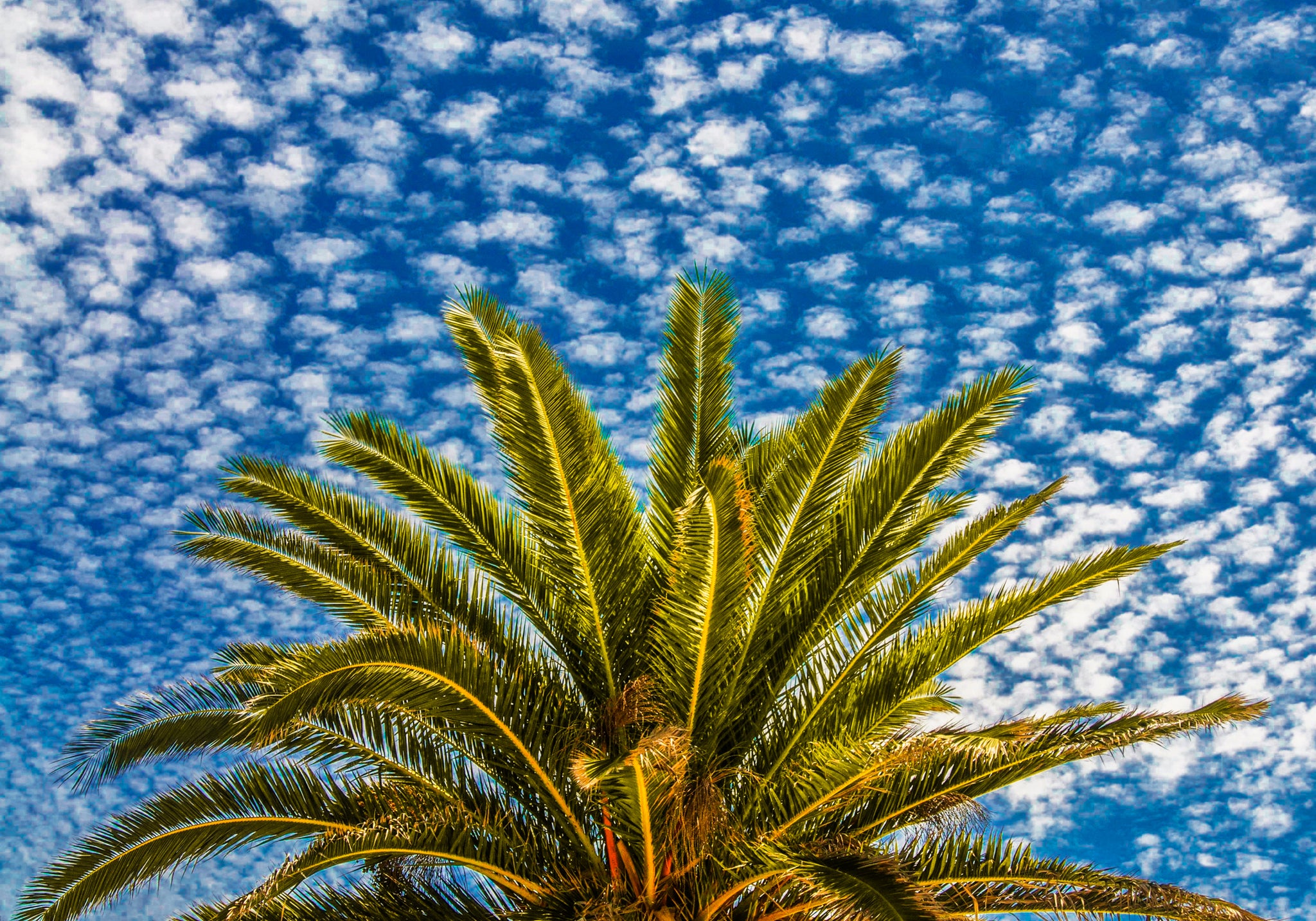 Palma contro il cielo