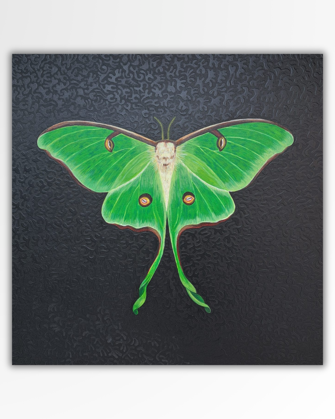 Actias Luna - Magà (Manuela Galati)