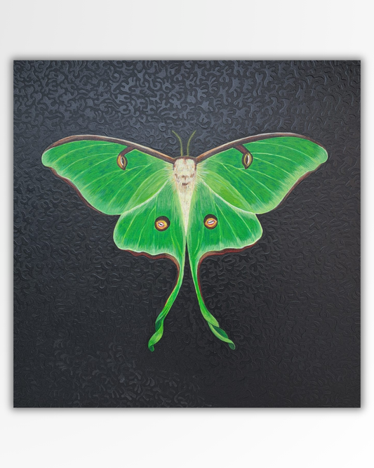 Actias Luna - Magà (Manuela Galati)