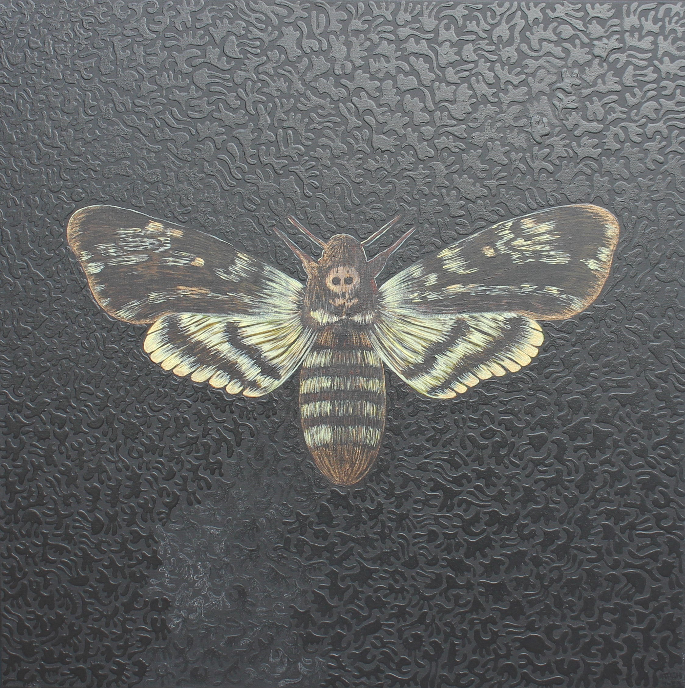 Acherontia Atropos - Maga